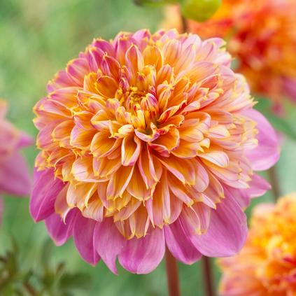 Dahlia Anemone 'Lifestyle' (Ships in Spring) 