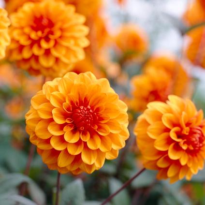Dahlia Decorative 'David Howard' (Ships in Spring) 