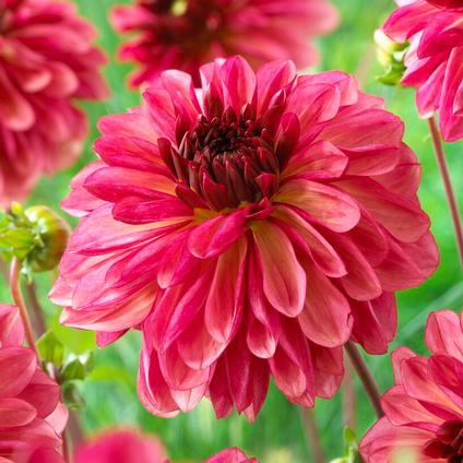 Dahlia Decorative 'Bacardi' (Ships in Spring) 