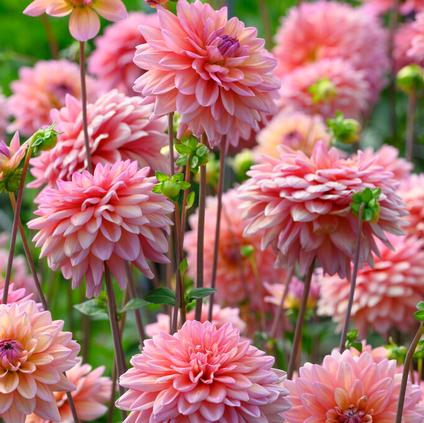 Dahlia Decorative 'Great Silence' (Ships in Spring) 