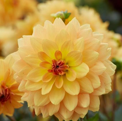 Dahlia Decorative 'Karma Gold' (Ships in Spring) 