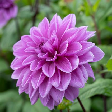 Dahlia Decorative 'Lilac Time' (Ships in Spring) 