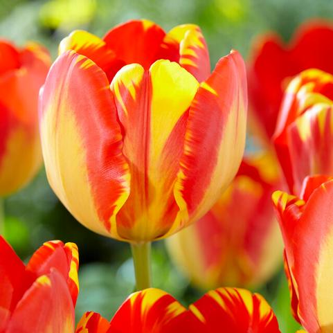Tulipa Darwin Hybrid 'Banja Luka' 
