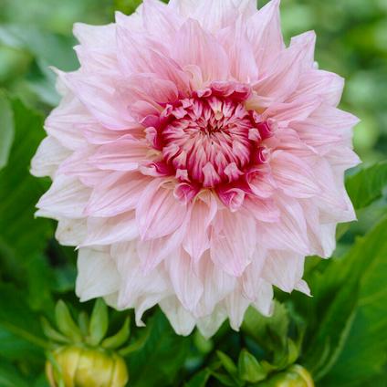 Dahlia Dinnerplate 'Shiloh Noelle' (Ships in Spring) 