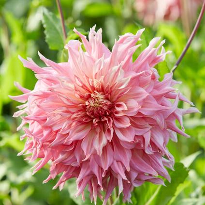 Dahlia Dinnerplate 'Penhill Watermelon' (Ships in Spring) 