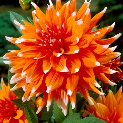 Dahlia Cactus 'Color Spectacle' (Ships in Spring) 