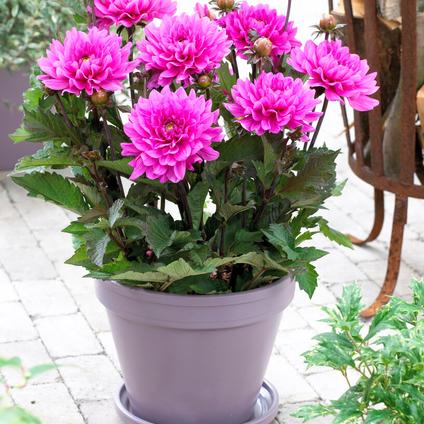 Dahlia Melody 'Fanfare' (Ships in Spring) 