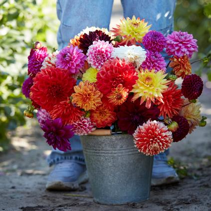Dahlia Blend 'Rainbow Mix' (Ships In Spring) 