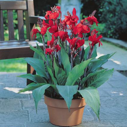 Canna Dwarf 'Brilliant' (Ships in Spring) 