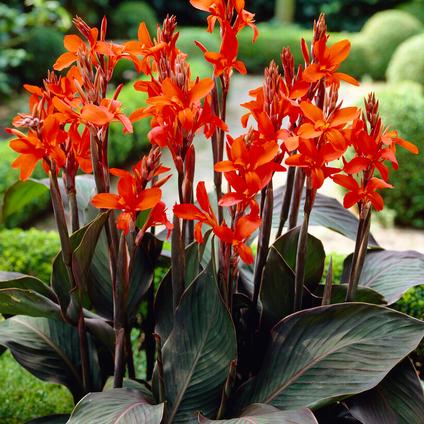 Canna Dwarf 'Eric Neubert' (Ships in Spring) 