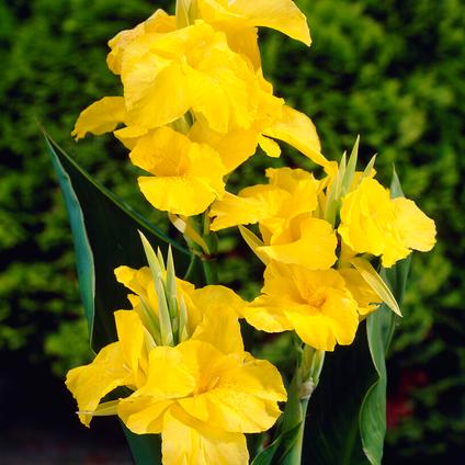 Canna Tall 'Richard Wallace' (Ships in Spring) 