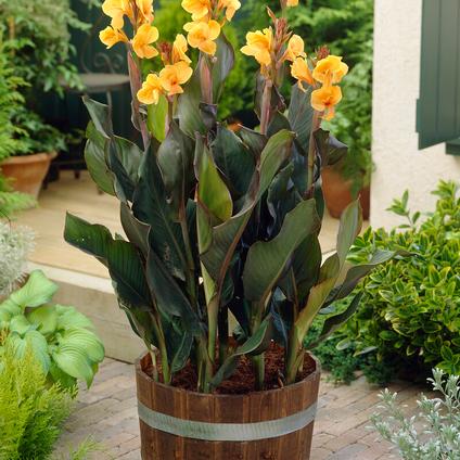 Canna Dwarf 'Louis Cottin' (Ships in Spring) 