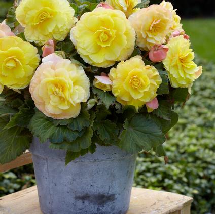 Begonia Superba 'Yellow' (Ships in Spring) 