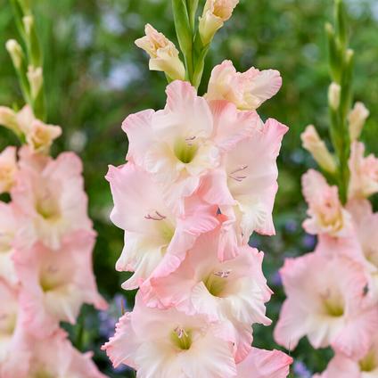 Gladiolus Large Flowering 'Careless' (Ships in Spring) 