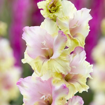 Gladiolus Large Flowering 'Mon Amour' (Ships in Spring) 