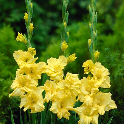 Gladiolus Large Flowering 'Charisma' (Ships in Spring) 