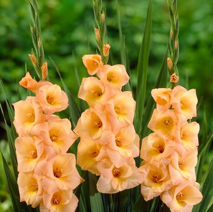 Gladiolus Large Flowering 'Esta Bonita' (Ships in Spring) 
