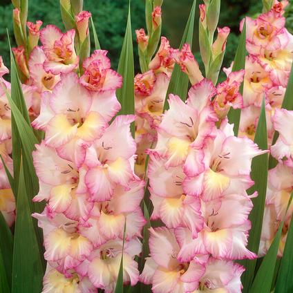 Gladiolus Large Flowering 'Priscilla' (Ships in Spring) 