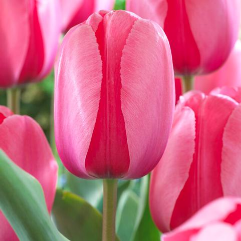 Tulipa Darwin Hybrid 'Pink Impression' 