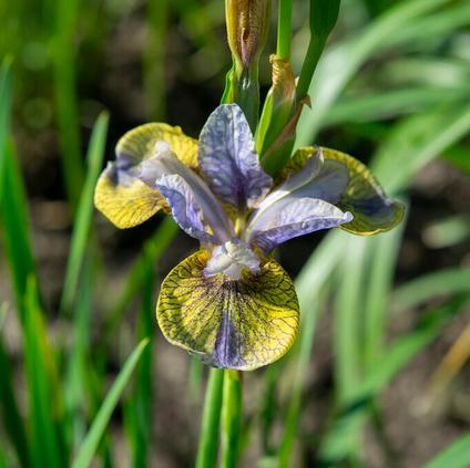Iris siberica 'Tipped in Blue (Ships in Spring) 