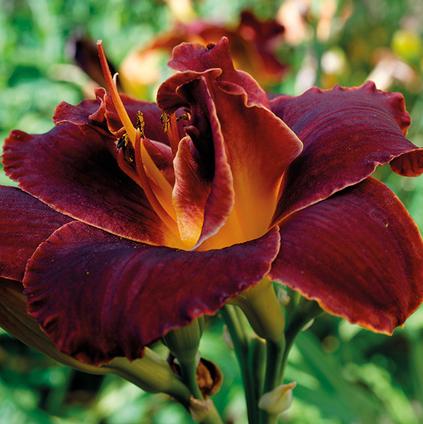 Hemerocallis 'Bogeyman' (Ships in Spring) 