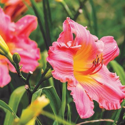 Hemerocallis rebloomer 'Rosy Returns' (Ships in Spring) 