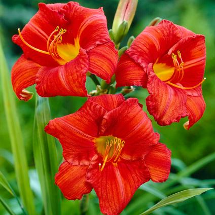 Hemerocallis 'Chicago Apache' (Ships in Spring) 