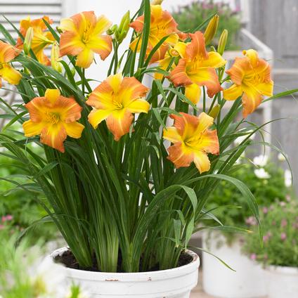 Hemerocallis rebloomer 'EveryDayLily Punch Yellow' (Spring) 