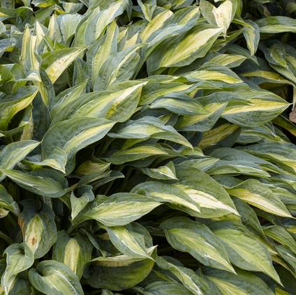 Hosta 'Stained Glass' (Ships in Spring) 