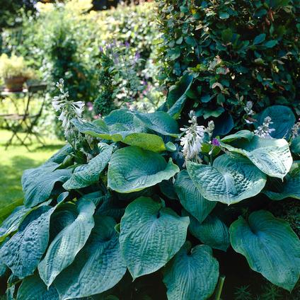 Hosta 'Big Daddy' (Ships in Spring) 
