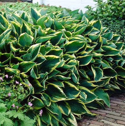 Hosta 'Aureomarginata' (Ships in Spring) 
