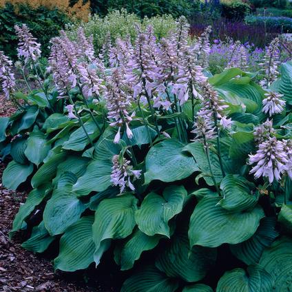 Hosta 'Blue Angel' (Ships in Spring) 