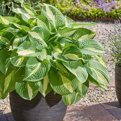 Hosta 'Ann Kulpa' (Ships in Spring) 