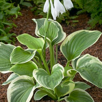 Hosta 'Diana Remembered' (Ships in Spring) 