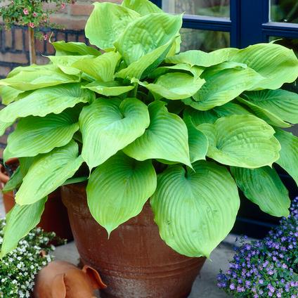 Hosta 'Sum and Substance' (Ships in Spring) 