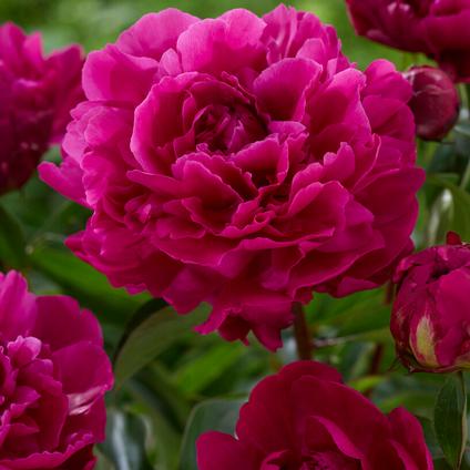 Paeonia 'Paul M. Wild' (Ships in Spring) 