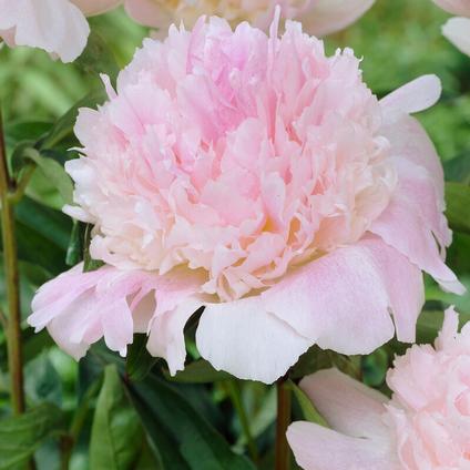 Paeonia 'Raspberry Sundae' (Ships in Spring) 