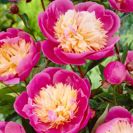 Paeonia 'Bowl of Beauty' (Ships in Spring) 