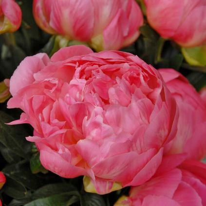 Paeonia 'Pink Hawaiian Coral' (Ships in Spring) 