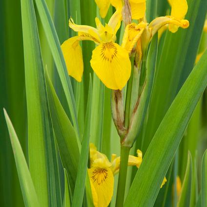 Pseudacorus Variegata (Ships in Spring) 