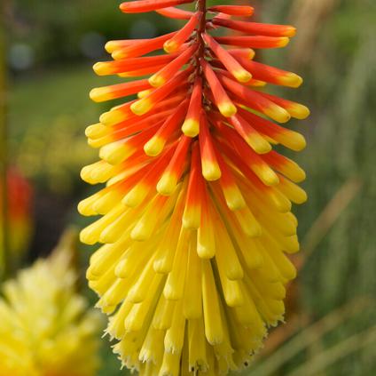 Kniphofia 'Royal Standard' (Ships in Spring) 