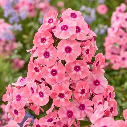 Phlox 'Larissa' (Ships in Spring) 
