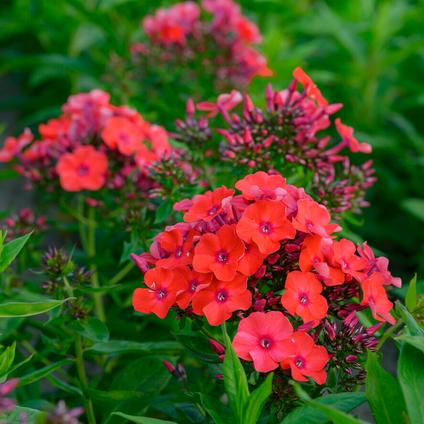 Phlox 'Orange Perfection' (Ships in Spring) 