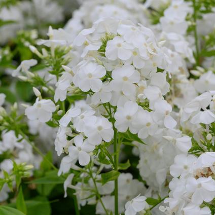 Phlox 'David' (Ships in Spring) 