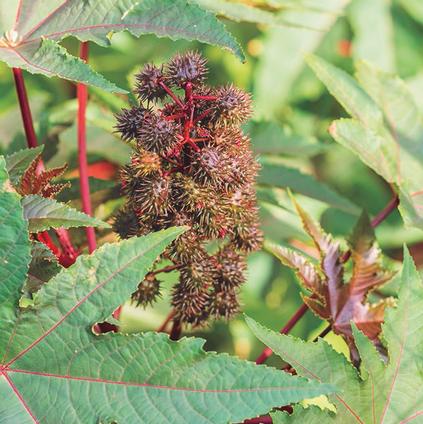 Filipendula 'Red Umbrellas' (Ships in Spring) 