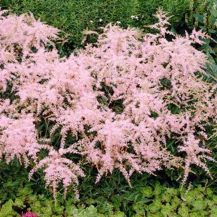 Astilbe simplicifolia 'Sprite' (Ships in Spring) 