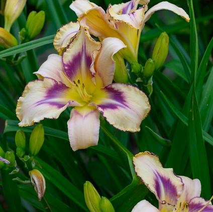 Hemerocallis 'Destined To See' (Ships in Spring) 