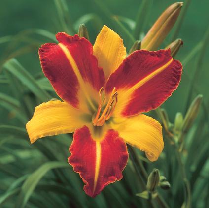 Hemerocallis 'Frans Hals' (Ships in Spring) 