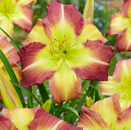 Hemerocallis rebloomer 'Mike Reed' (Ships in Spring) 