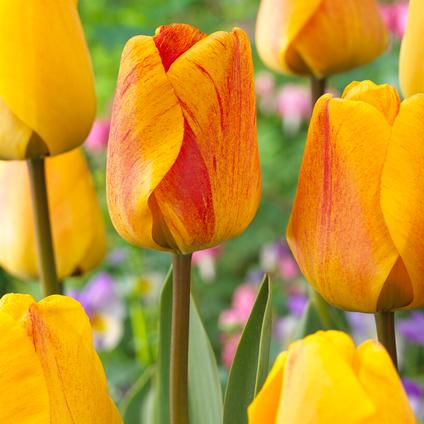 Tulipa Darwin Hybrid 'Beauty of Apeldoorn' 